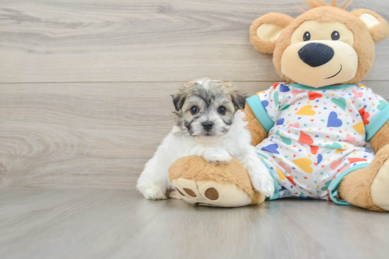 Meet Acorn - our Havachon Puppy Photo 1/3 - Lone Star Pups