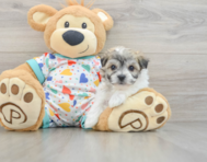 5 week old Havachon Puppy For Sale - Lone Star Pups