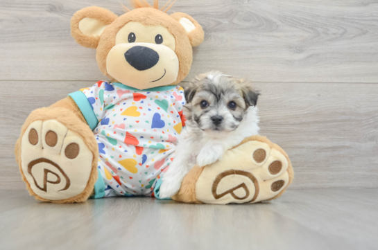 Havachon Puppy for Adoption