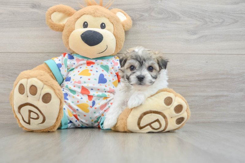 Meet Acorn - our Havachon Puppy Photo 3/3 - Lone Star Pups