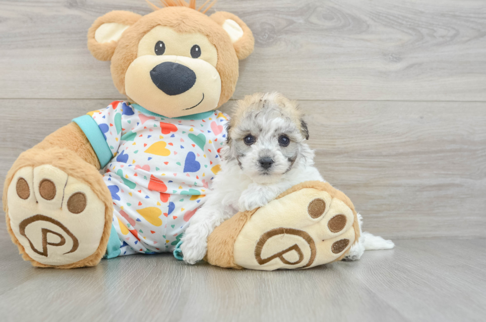 5 week old Havachon Puppy For Sale - Lone Star Pups