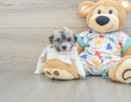 5 week old Havachon Puppy For Sale - Lone Star Pups