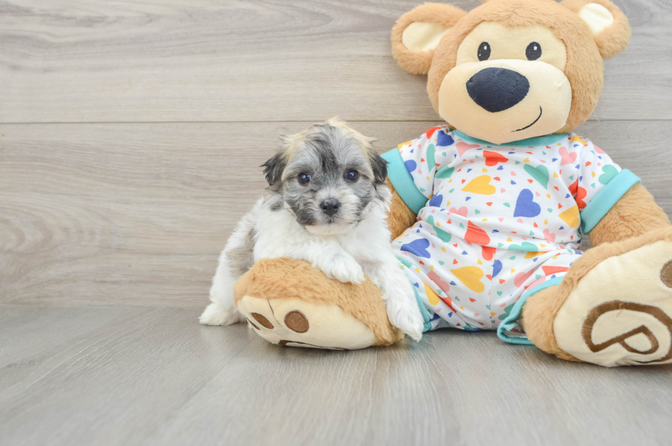 5 week old Havachon Puppy For Sale - Lone Star Pups
