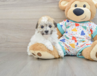 6 week old Havachon Puppy For Sale - Lone Star Pups