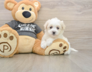 5 week old Havachon Puppy For Sale - Lone Star Pups