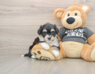 6 week old Havachon Puppy For Sale - Lone Star Pups