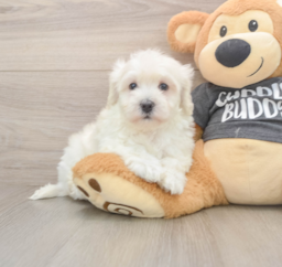 5 week old Havachon Puppy For Sale - Lone Star Pups