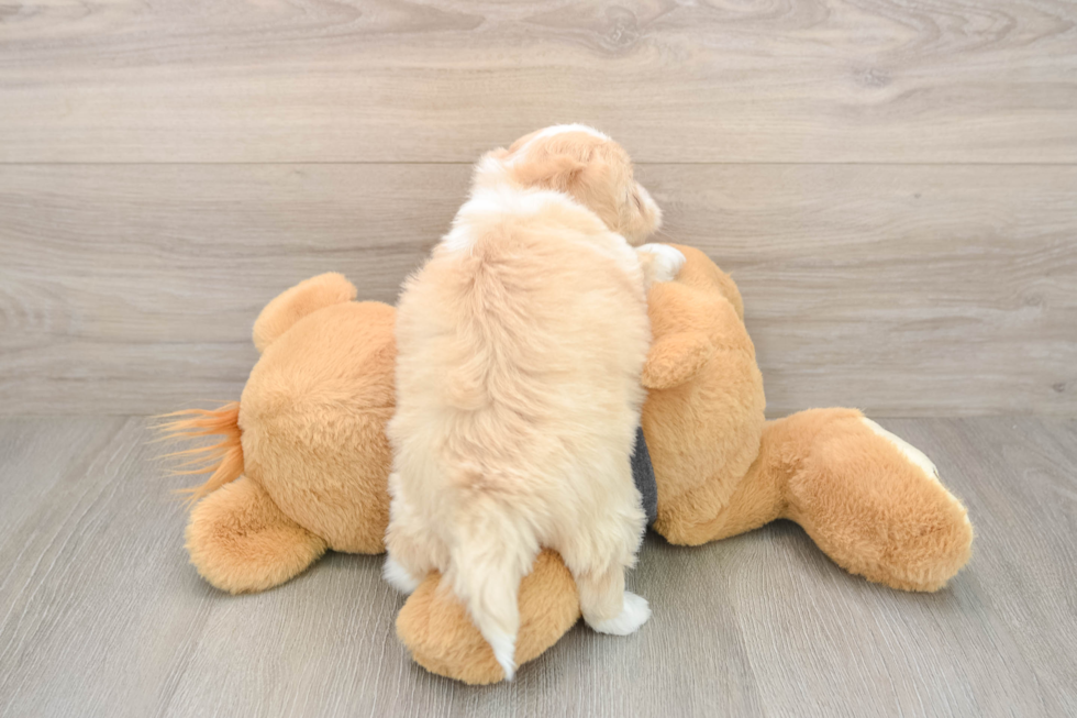 Havachon Pup Being Cute