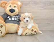 6 week old Havachon Puppy For Sale - Lone Star Pups