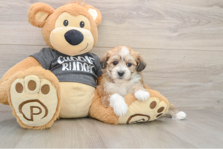 Energetic Havashon Designer Puppy