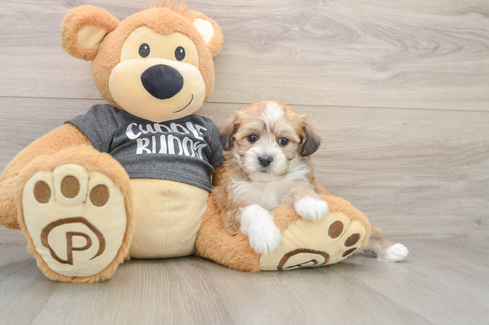 Energetic Havashon Designer Puppy