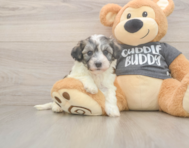 5 week old Havachon Puppy For Sale - Lone Star Pups