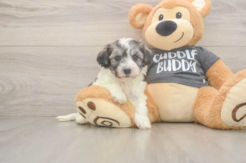 5 week old Havachon Puppy For Sale - Lone Star Pups
