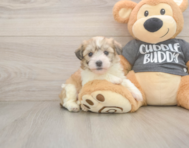 5 week old Havachon Puppy For Sale - Lone Star Pups