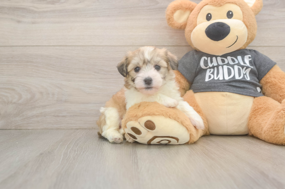 5 week old Havachon Puppy For Sale - Lone Star Pups