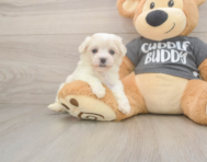 5 week old Havachon Puppy For Sale - Lone Star Pups