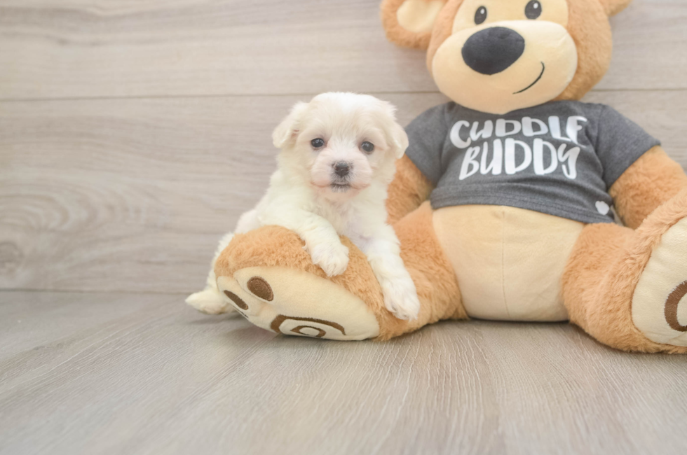 5 week old Havachon Puppy For Sale - Lone Star Pups