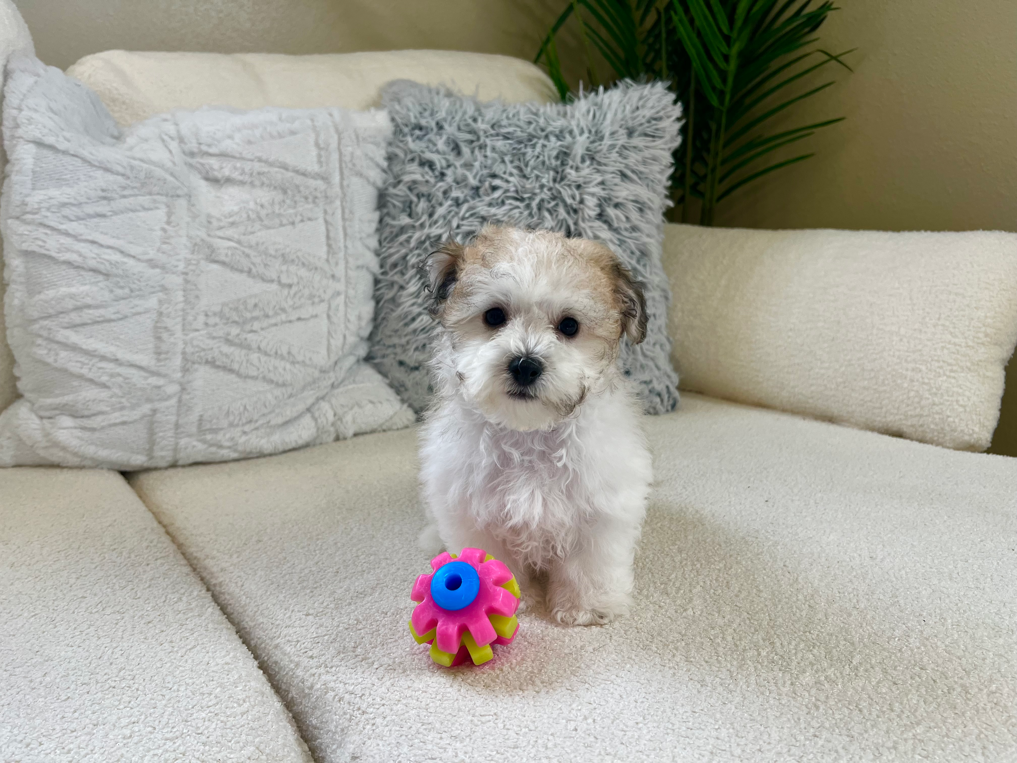 Cute Havachon Designer Pup
