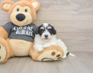 5 week old Havachon Puppy For Sale - Lone Star Pups