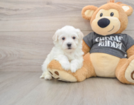 5 week old Havachon Puppy For Sale - Lone Star Pups