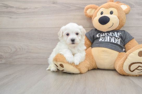 Popular Havachon Designer Pup