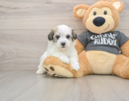 5 week old Havachon Puppy For Sale - Lone Star Pups