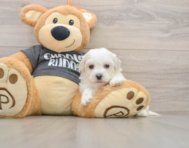 5 week old Havachon Puppy For Sale - Lone Star Pups