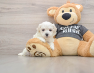 5 week old Havachon Puppy For Sale - Lone Star Pups