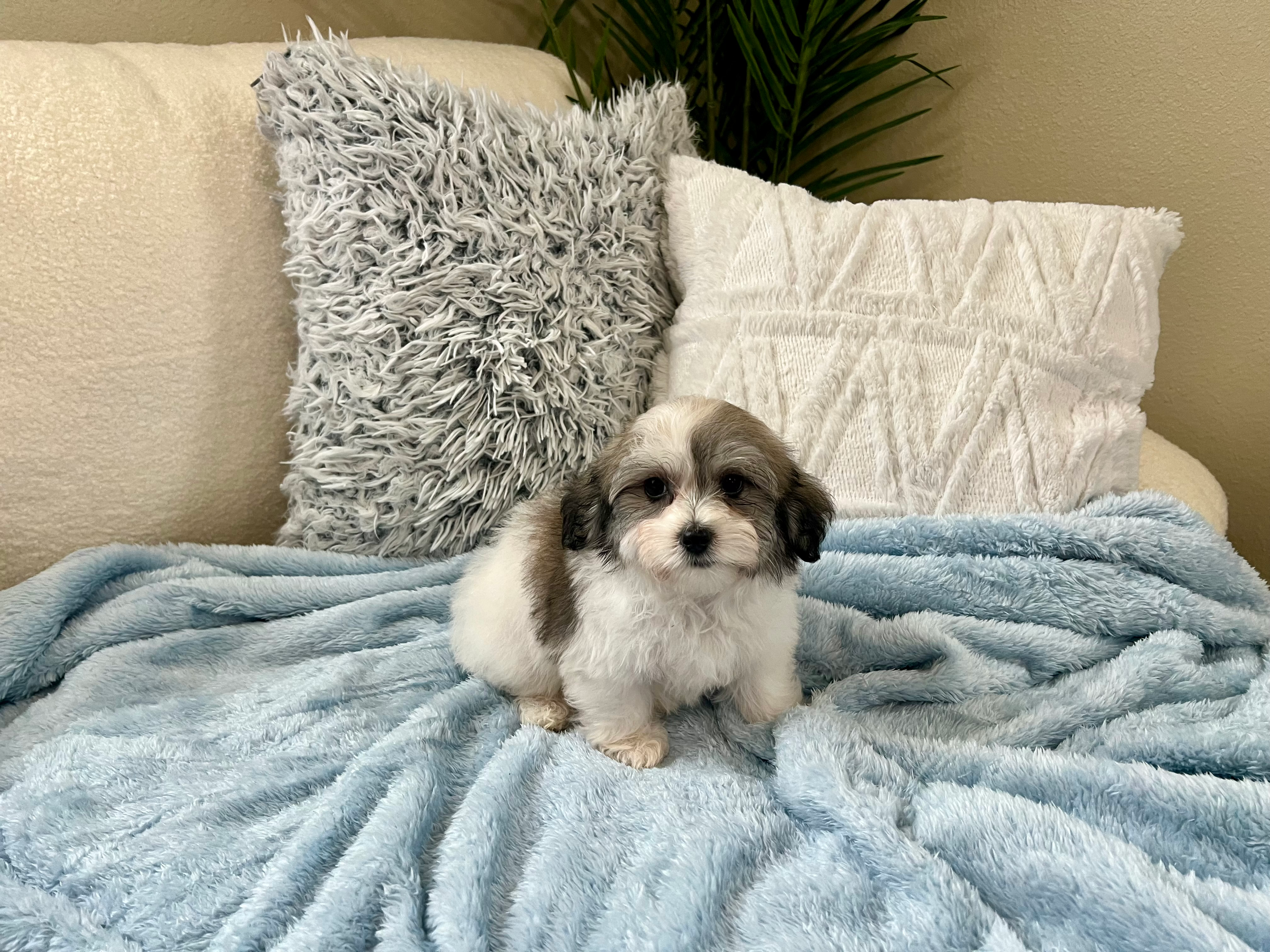 Havachon Pup Being Cute