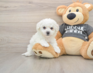 5 week old Havachon Puppy For Sale - Lone Star Pups