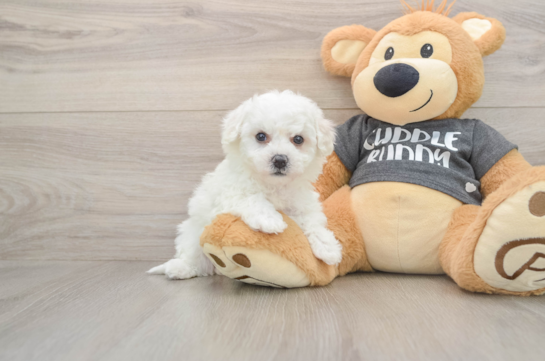 Havachon Puppy for Adoption