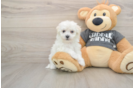 Havachon Puppy for Adoption