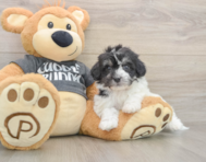 5 week old Havachon Puppy For Sale - Lone Star Pups