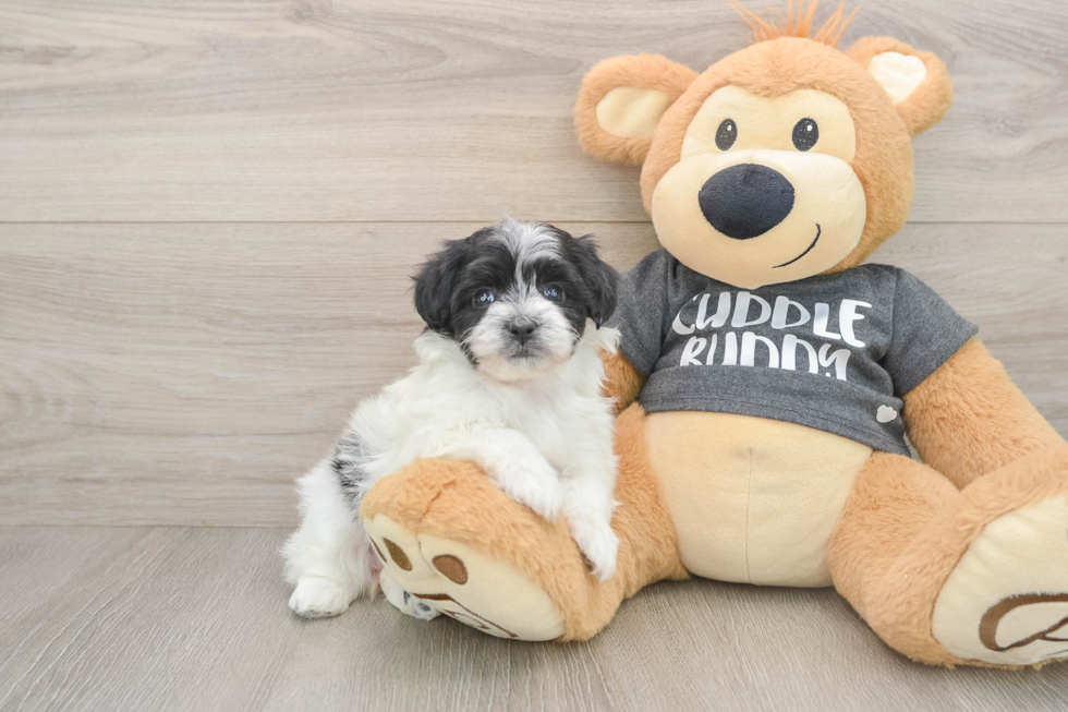 Adorable Havashon Designer Puppy