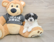 7 week old Havachon Puppy For Sale - Lone Star Pups