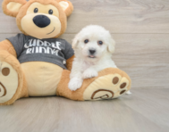 5 week old Havachon Puppy For Sale - Lone Star Pups