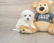 5 week old Havachon Puppy For Sale - Lone Star Pups