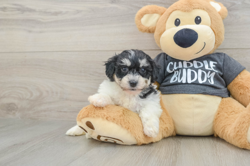Meet Kalina - our Havachon Puppy Photo 1/3 - Lone Star Pups