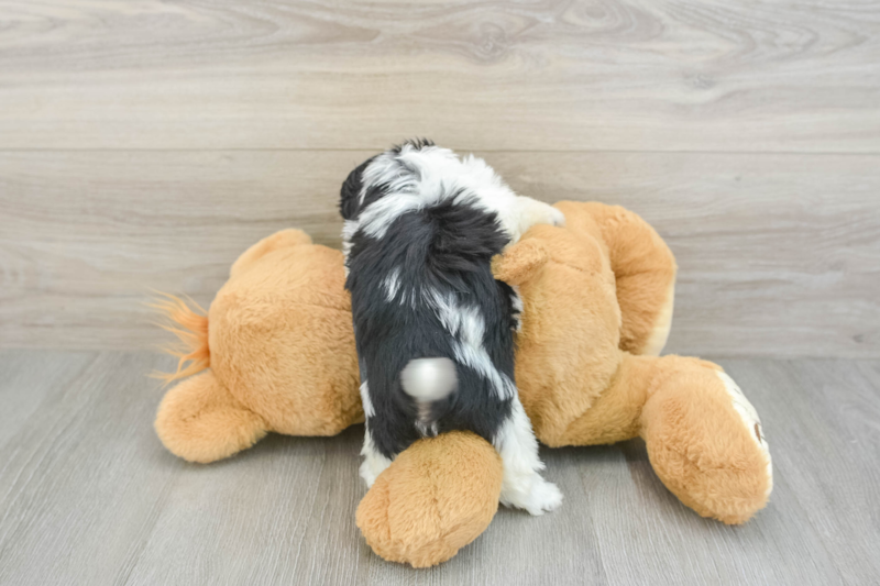 Meet Kalina - our Havachon Puppy Photo 2/3 - Lone Star Pups
