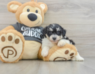 7 week old Havachon Puppy For Sale - Lone Star Pups