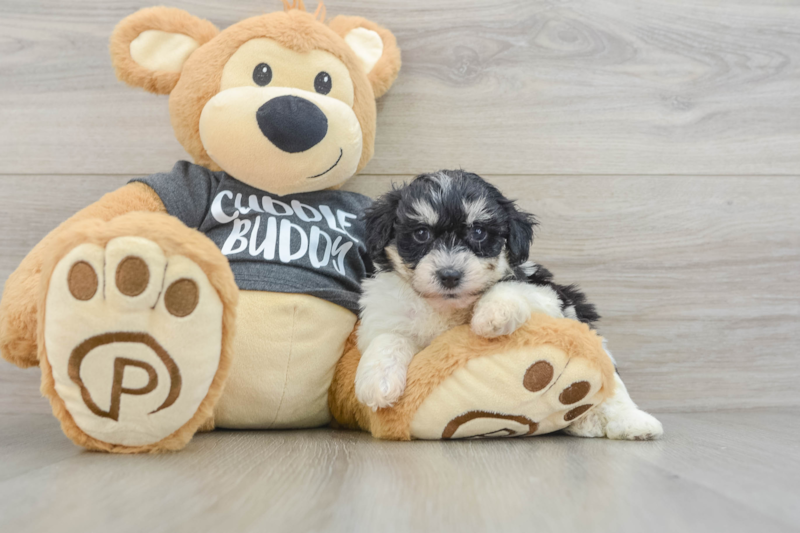 Meet Kalina - our Havachon Puppy Photo 3/3 - Lone Star Pups