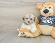 7 week old Havachon Puppy For Sale - Lone Star Pups