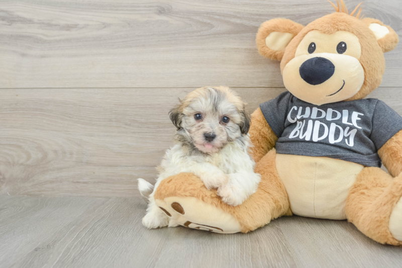 Meet Katheryn - our Havachon Puppy Photo 1/3 - Lone Star Pups