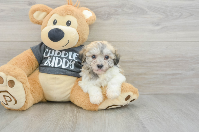 Meet Katheryn - our Havachon Puppy Photo 3/3 - Lone Star Pups