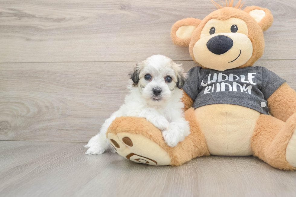 Petite Havachon Designer Pup