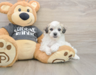 7 week old Havachon Puppy For Sale - Lone Star Pups