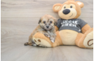 Energetic Havashon Designer Puppy