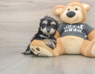8 week old Havachon Puppy For Sale - Lone Star Pups