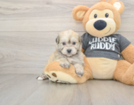 5 week old Havachon Puppy For Sale - Lone Star Pups