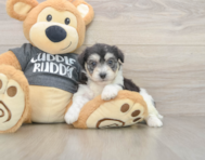 5 week old Havachon Puppy For Sale - Lone Star Pups